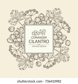 Background with coriander and cilantro. Vector hand drawn illustration.