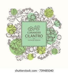 Background with coriander and cilantro. Vector hand drawn illustration.