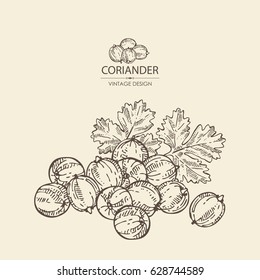 Background with coriander. Hand drawn
