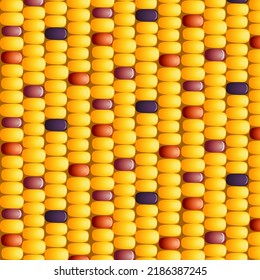 Background from corn grains.Vector seamless pattern of colorful corn kernels.