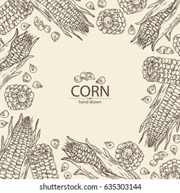 Background with corn . hand drawn