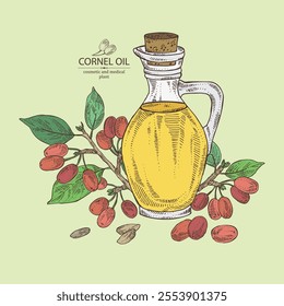 Background with cornel: plant and cornel berries and bottle of cornel oil. Vector hand drawn illustration