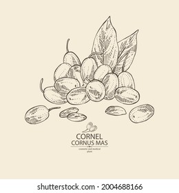 Background with cornel: plant, leaves and cornel berries. Cornus mas. Cosmetic and medical plant. Vector hand drawn illustration