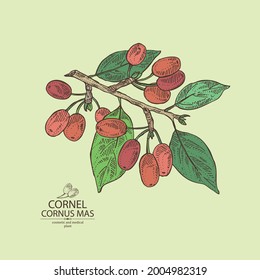 Background with cornel: plant, leaves and cornel berries. Cornus mas. Cosmetic and medical plant. Vector hand drawn illustration