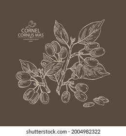 Background with cornel: plant, leaves and cornel berries. Cornus mas. Cosmetic and medical plant. Vector hand drawn illustration