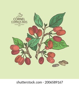 Background with cornel: plant, leaves and cornel berries. Cornus mas. Cosmetic and medical plant. Vector hand drawn illustration