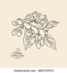 Background with cornel: plant, leaves and cornel berries. Cornus mas. Cosmetic and medical plant. Vector hand drawn illustration