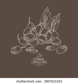 Background with cornel: plant, leaves and cornel berries. Cornus mas. Cosmetic and medical plant. Vector hand drawn illustration