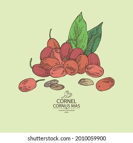 Background with cornel: plant, leaves and cornel berries. Cornus mas. Cosmetic and medical plant. Vector hand drawn illustration