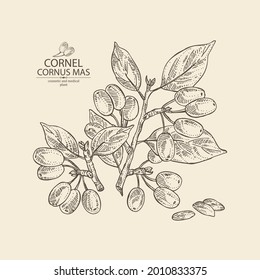 Background with cornel: plant, leaves and cornel berries. Cornus mas. Cosmetic and medical plant. Vector hand drawn illustration