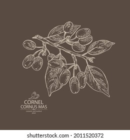 Background with cornel: plant, leaves and cornel berries. Cornus mas. Cosmetic and medical plant. Vector hand drawn illustration