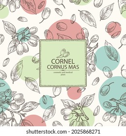 Background with cornel: plant, leaves and cornel berries. Cornus mas. Cosmetic and medical plant. Vector hand drawn illustration