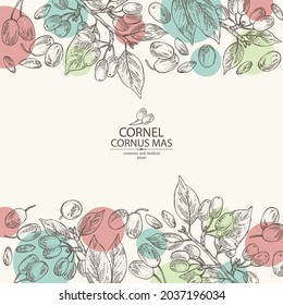 Background with cornel: plant, leaves and cornel berries. Cornus mas. Cosmetic and medical plant. Vector hand drawn illustration