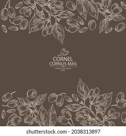 Background with cornel: plant, leaves and cornel berries. Cornus mas. Cosmetic and medical plant. Vector hand drawn illustration