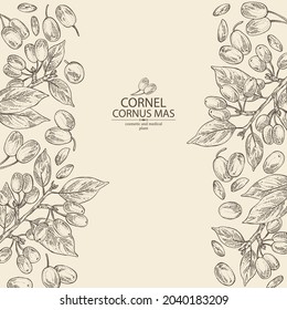 Background with cornel: plant, leaves and cornel berries. Cornus mas. Cosmetic and medical plant. Vector hand drawn illustration