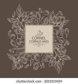 Background with cornel: plant, leaves and cornel berries. Cornus mas. Cosmetic and medical plant. Vector hand drawn illustration