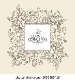 Background with cornel: plant, leaves and cornel berries. Cornus mas. Cosmetic and medical plant. Vector hand drawn illustration