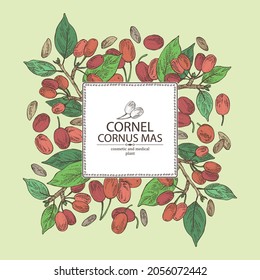 Background with cornel: plant, leaves and cornel berries. Cornus mas. Cosmetic and medical plant. Vector hand drawn illustration