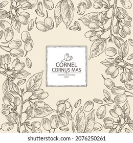 Background with cornel: plant, leaves and cornel berries. Cornus mas. Cosmetic and medical plant. Vector hand drawn illustration