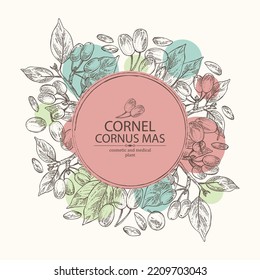 Background with cornel: plant, leaves and cornel berries. Cornus mas. Cosmetic and medical plant. Vector hand drawn illustration