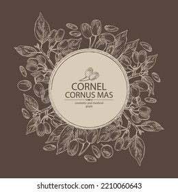 Background with cornel: plant, leaves and cornel berries. Cornus mas. Cosmetic and medical plant. Vector hand drawn illustration