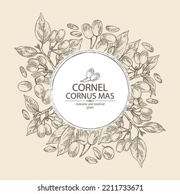 Background with cornel: plant, leaves and cornel berries. Cornus mas. Cosmetic and medical plant. Vector hand drawn illustration