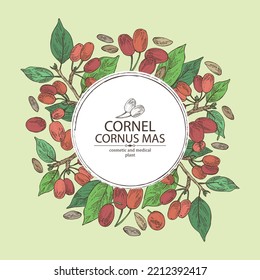 Background with cornel: plant, leaves and cornel berries. Cornus mas. Cosmetic and medical plant. Vector hand drawn illustration