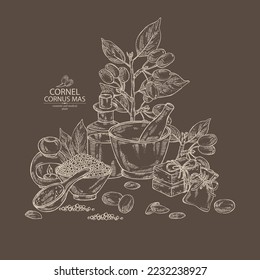 Background with cornel: plant, leaves and cornel berries. Cornus mas. Oil, soap and bath salt . Cosmetics and medical plant. Vector hand drawn illustration