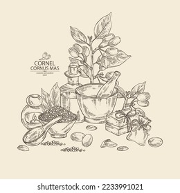 Background with cornel: plant, leaves and cornel berries. Cornus mas. Oil, soap and bath salt . Cosmetics and medical plant. Vector hand drawn illustration