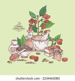 Background with cornel: plant, leaves and cornel berries. Cornus mas. Oil, soap and bath salt . Cosmetics and medical plant. Vector hand drawn illustration