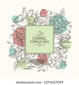 Background with cornel: plant, leaves and cornel berries. Cornus mas. Oil, soap and bath salt . Cosmetics and medical plant. Vector hand drawn illustration