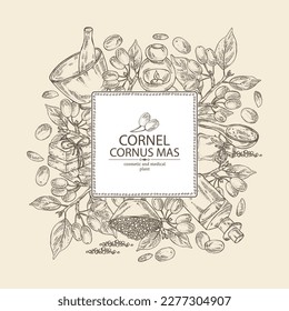 Background with cornel: plant, leaves and cornel berries. Cornus mas. Oil, soap and bath salt . Cosmetics and medical plant. Vector hand drawn illustration