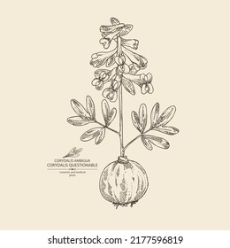 Background with corydalis ambigua: corydalis questionable plant, corydalis ambigua root and flowers. Corydalis ambigua. Cosmetic, perfumery and medical plant. Vector hand drawn illustration
