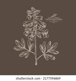 Background with corydalis ambigua: corydalis questionable plant, corydalis ambigua root and flowers. Corydalis ambigua. Cosmetic, perfumery and medical plant. Vector hand drawn illustration
