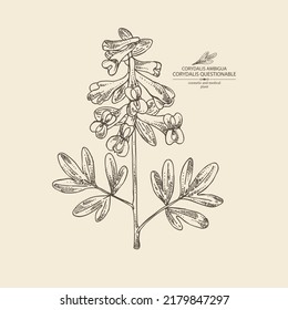 Antecedentes con corydalis ambigua: planta cuestionable de corydalis, raíz de corydalis ambigua y flores. Corydalis ambigua. Cosmética, perfumería y planta médica. Dibujo manual del vector