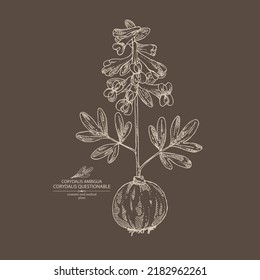 Background with corydalis ambigua: corydalis questionable plant, corydalis ambigua root and flowers. Corydalis ambigua. Cosmetic, perfumery and medical plant. Vector hand drawn