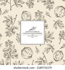 Background with corydalis ambigua: corydalis questionable plant, corydalis ambigua root and flowers. Corydalis ambigua. Cosmetic, perfumery and medical plant. Vector hand drawn