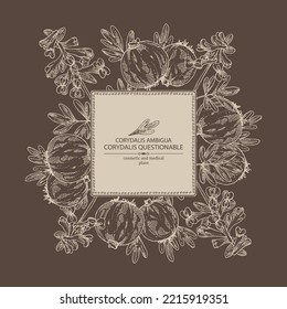 Background with corydalis ambigua: corydalis questionable plant, corydalis ambigua root and flowers. Corydalis ambigua. Cosmetic, perfumery and medical plant. Vector hand drawn