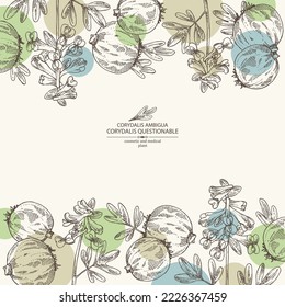 Antecedentes con corydalis ambigua: planta cuestionable de corydalis, raíz de corydalis ambigua y flores. Corydalis ambigua. Cosmética, perfumería y planta médica. Dibujo manual del vector
