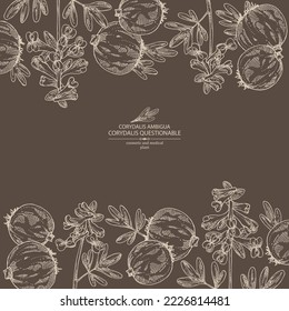 Antecedentes con corydalis ambigua: planta cuestionable de corydalis, raíz de corydalis ambigua y flores. Corydalis ambigua. Cosmética, perfumería y planta médica. Dibujo manual del vector