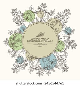 Background with corydalis ambigua: corydalis questionable plant, corydalis ambigua root and flowers. Corydalis ambigua. Cosmetic, perfumery and medical plant. Vector hand drawn