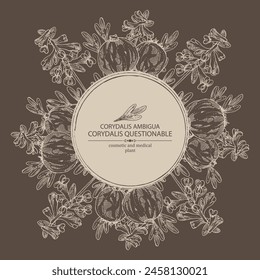 Background with corydalis ambigua: corydalis questionable plant, corydalis ambigua root and flowers. Corydalis ambigua. Cosmetic, perfumery and medical plant. Vector hand drawn