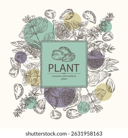Background with cosmetic and medical plants: almond, melissa, fig fruit, hyssopus officinalis. Vector hand drawn illustration.