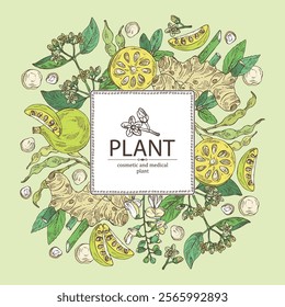 Background with cosmetic and medical plants: alpinia galanga, baile fruit, ymnema sylvestre, sophora japonica. Vector hand drawn illustration