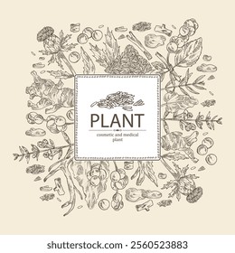 Background with cosmetic and medical plants: baikal skullcap, rheum officinale, carthamus tinctorius, schisandra chinensisi. Vector hand drawn illustration