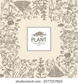 Background with cosmetic and medical plants: baikal skullcap, rheum officinale, carthamus tinctorius, schisandra chinensisi. Vector hand drawn illustration