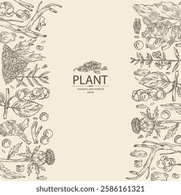 Background with cosmetic and medical plants: baikal skullcap, rheum officinale, carthamus tinctorius, schisandra chinensisi. Vector hand drawn illustration