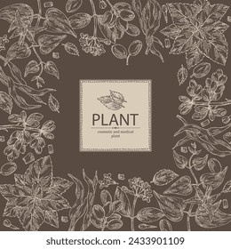 Background with cosmetic and medical plants: barberry berries, perilla, stemona tuberosa, wikstroemia indica. Vector hand drawn illustration