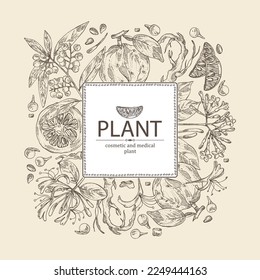 Background with cosmetic and medical plants: bigaradia fruit, litsea cubeba, chinese honeysuckle, lonicera pileata and rauwolfia serpentina tuber. Vector hand drawn illustration