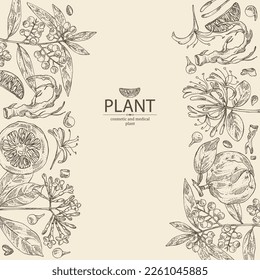 Background with cosmetic and medical plants: bigaradia fruit, litsea cubeba, chinese honeysuckle, lonicera pileata and rauwolfia serpentina tuber. Vector hand drawn illustration